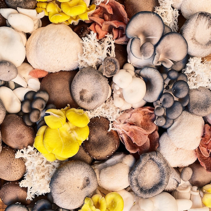 Top 8 Best Mushroom Supplements